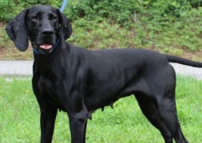 Momma Donna ready for fresh start after life as stray momma dog