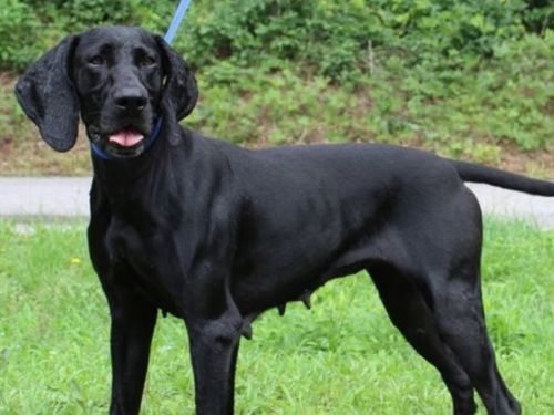Momma Donna ready for fresh start after life as stray momma dog