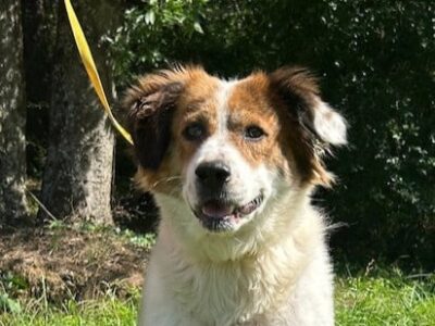 Loving Shepherd mix Hildegard ready for a home of her own