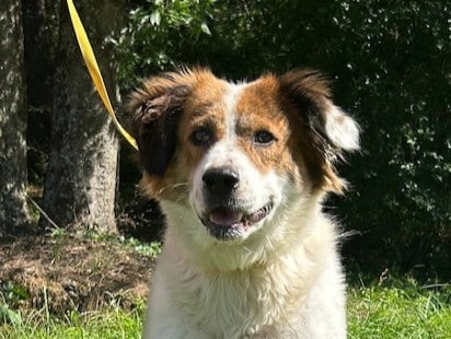 Loving Shepherd mix Hildegard ready for a home of her own