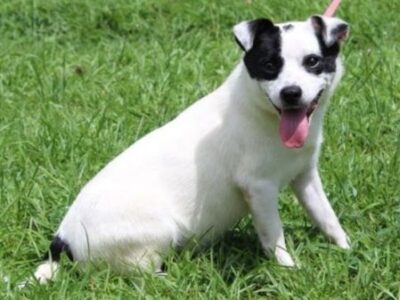 Theodore, playful Terrier mix, seeks loving home after highway rescue