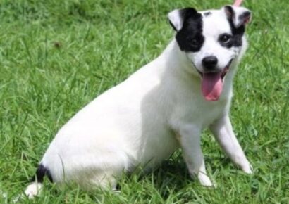 Theodore, playful Terrier mix, seeks loving home after highway rescue