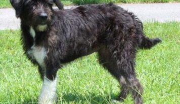 Noodle, friendly terrier mix, seeks forever home after being found as stray